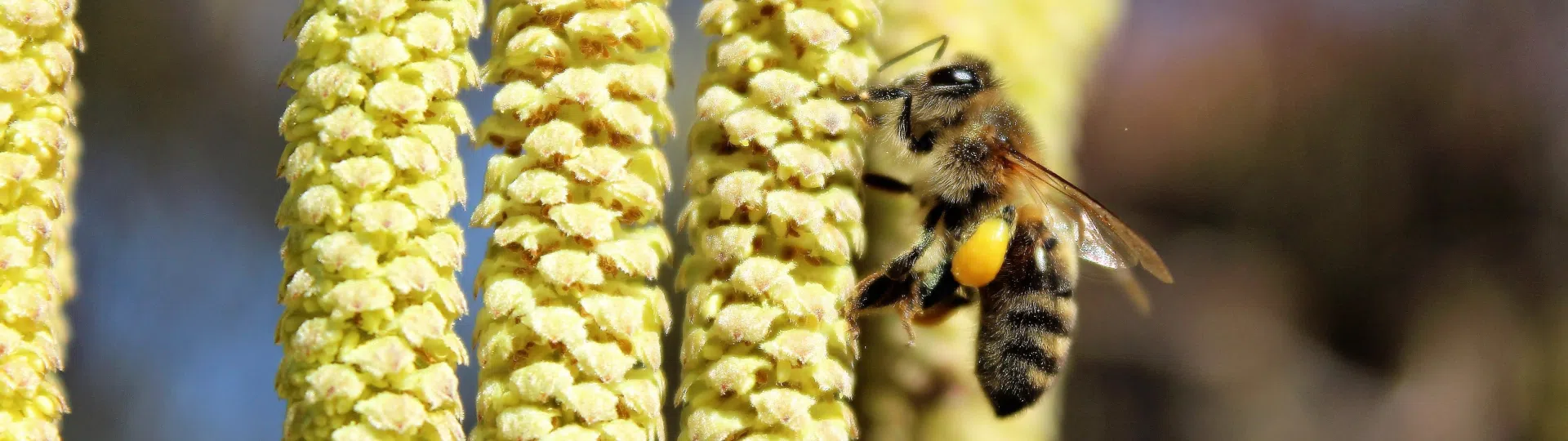 Blüte der Hasel als Zeiger für Vorfrühling des phänologischen Kalenders